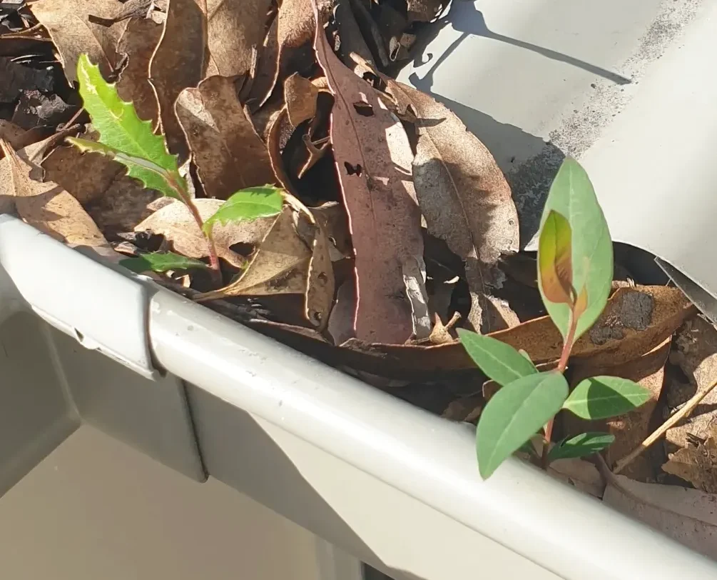 Colorbond roof gutter filled with leaf debris and plant growth before gutter cleaning