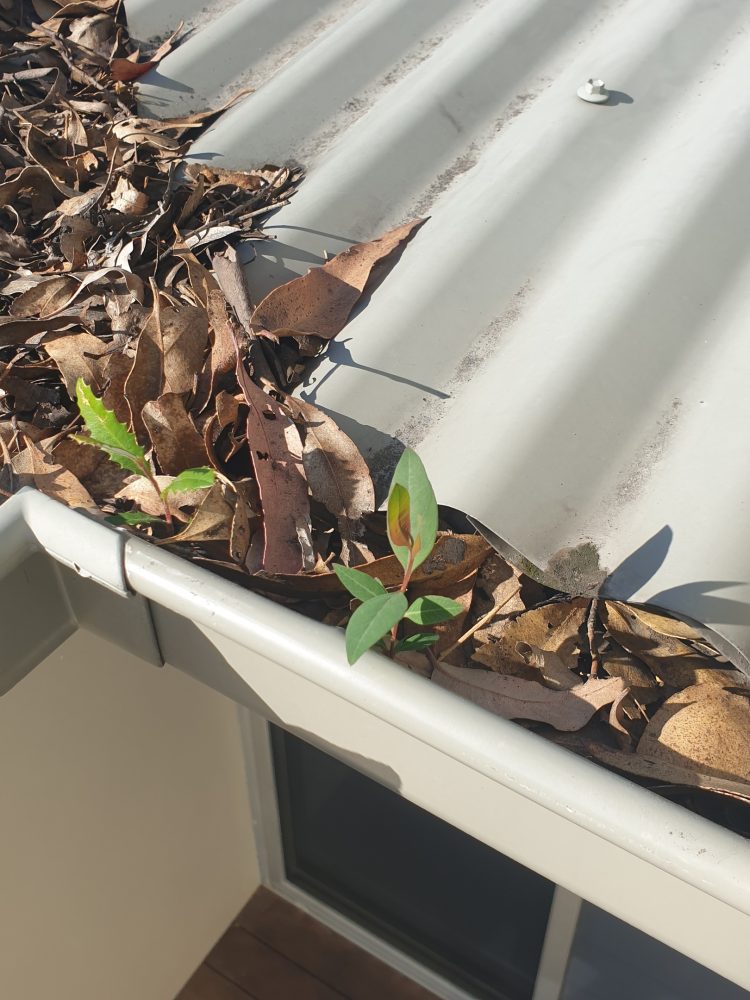gutter cleaning needed as gutter and valley pan that have a tree growing