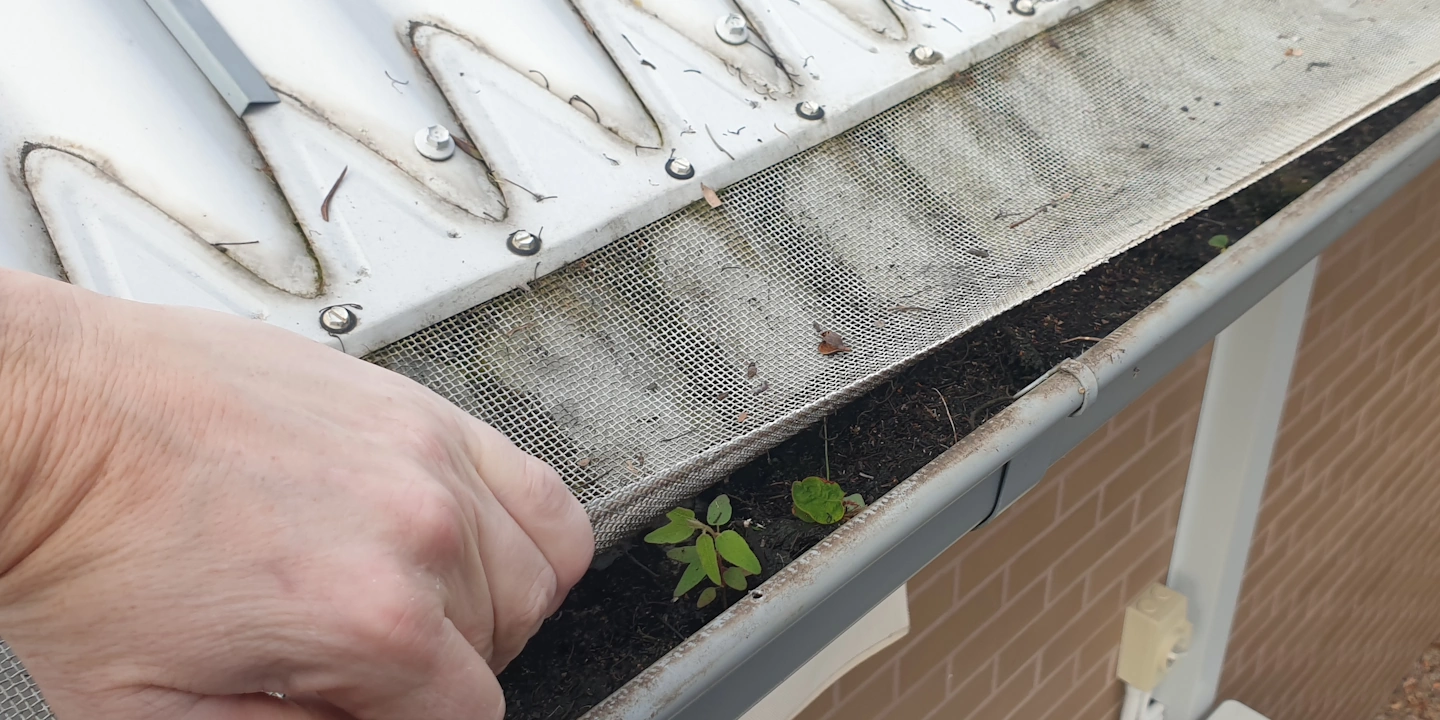 Hand lifting gutter mesh guard to reveal built-up soil, debris and plant growth inside a blocked gutter